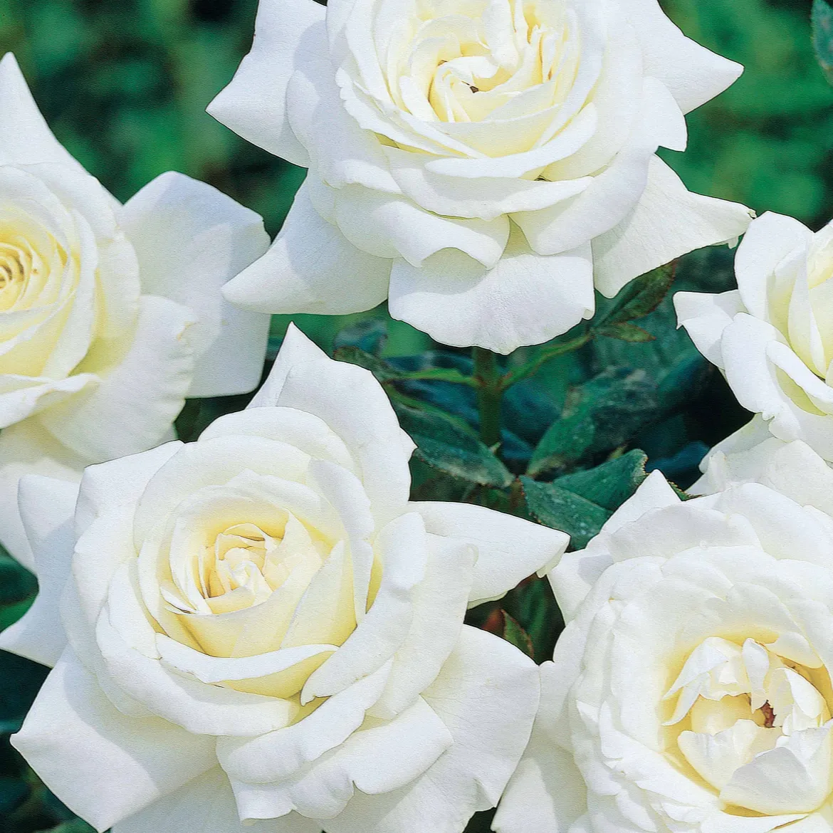 Collection de 3 Rosiers buissons : Black Baccara, Candy stripe, Helga - 3 roses, 3 ambiances au jardin