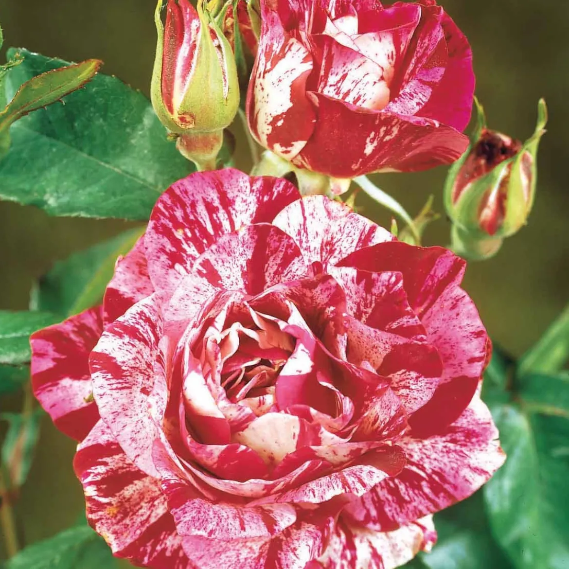 Collection de 3 Rosiers buissons : Black Baccara, Candy stripe, Helga - 3 roses, 3 ambiances au jardin