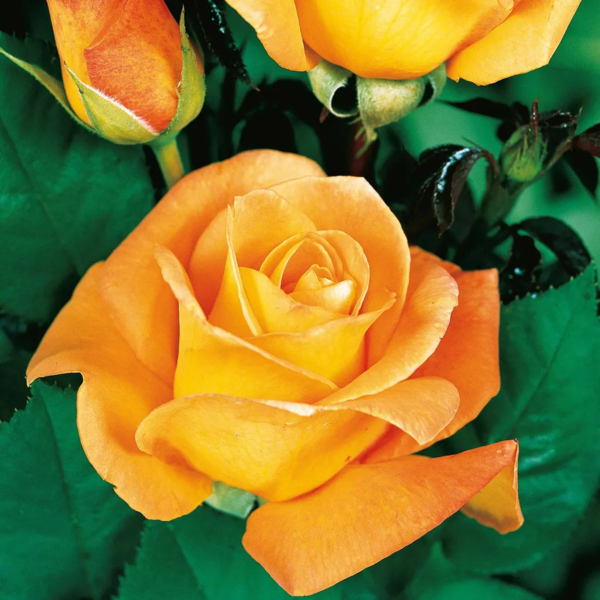 Collection de 3 Rosiers buissons : Famosa, Whisky, Double Delight - 3 couleurs, un jardin fleuri