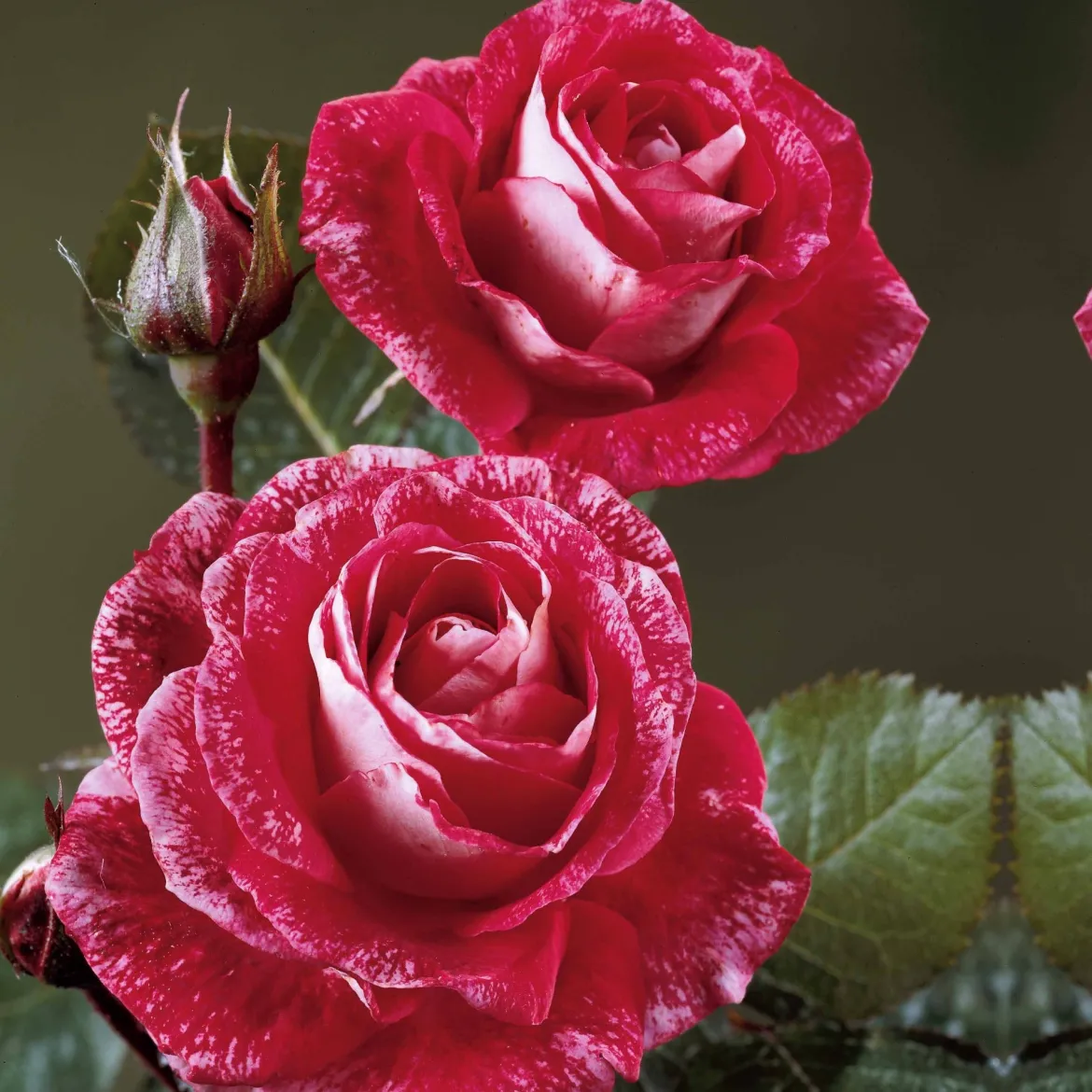 Collection de 3 Rosiers buissons : Famosa, Whisky, Double Delight - 3 couleurs, un jardin fleuri