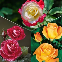 Collection de 3 Rosiers buissons : Famosa, Whisky, Double Delight - 3 couleurs, un jardin fleuri