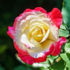 Collection de 3 Rosiers buissons : Famosa, Whisky, Double Delight - 3 couleurs, un jardin fleuri