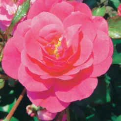 Collection de 6 Rosiers couvre-sols - Un tapis de roses sans effort