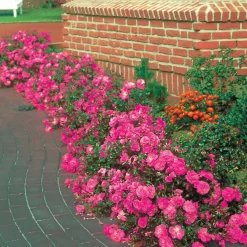 Collection de 6 Rosiers couvre-sols - Un tapis de roses sans effort