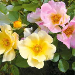 Collection de 6 Rosiers couvre-sols Happy Chappy et Wonderland - Un tapis de roses sans effort