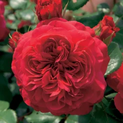 Collection de 2 Rosiers floribunda : Red Leonardo Da Vinci et Leonardo Da Vinci - Deux roses, un massif de rêve