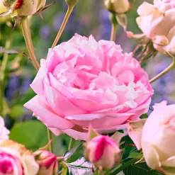 Collection de 2 Rosiers floribunda : Red Leonardo Da Vinci et Leonardo Da Vinci - Deux roses, un massif de rêve