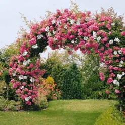 Collection de 2 Rosiers lianes Immensee blanc et Petite duchesse - Un mur de roses en un été