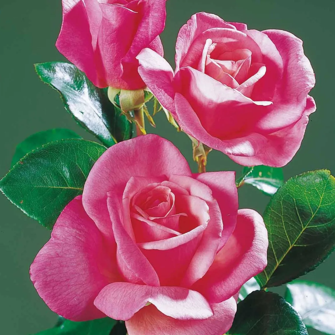 Collection de 5 Rosiers pour bouquets - Vos bouquets maison toute la saison