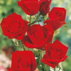 Collection de 5 Rosiers pour bouquets - Vos bouquets maison toute la saison