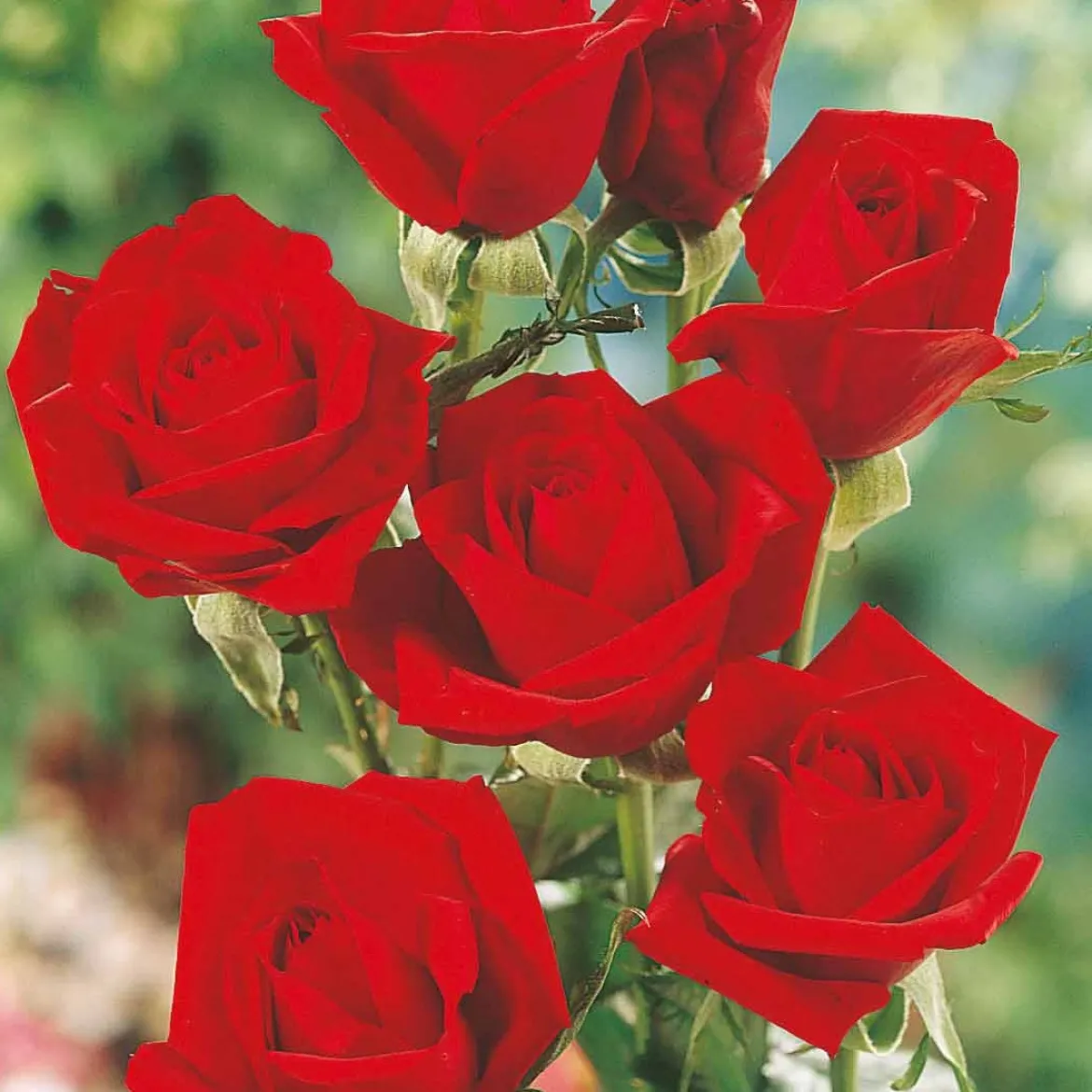 Collection de 5 Rosiers pour bouquets - Vos bouquets maison toute la saison
