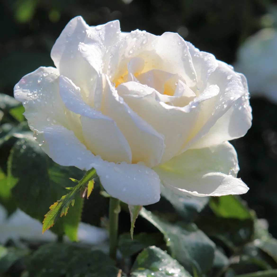Collection de 5 Rosiers pour bouquets - Vos bouquets maison toute la saison