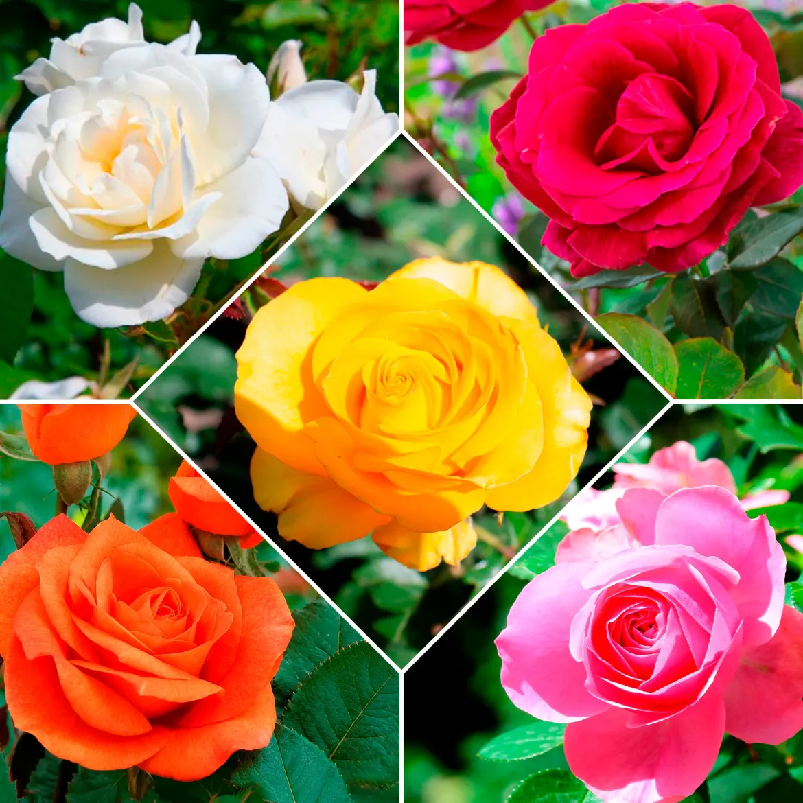 Collection de 5 Rosiers pour bouquets - Vos bouquets maison toute la saison