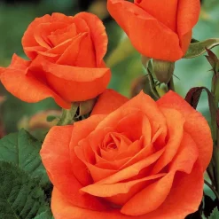 Collection de 5 Rosiers pour bouquets - Vos bouquets maison toute la saison