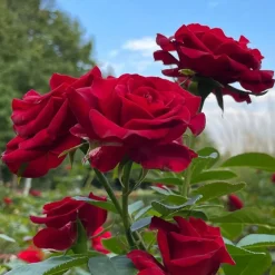 Collection de 3 Rosiers sans entretien - 3 rosiers, zéro prise de tête