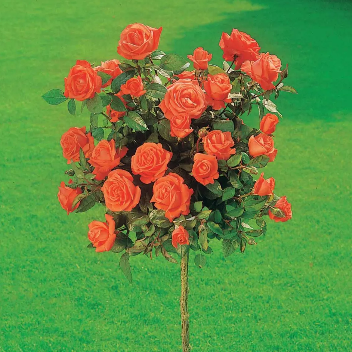 Collection de 3 Rosiers tiges : Ramona, Korbin, Osiria - 3 roses, 3 hauteurs de charme