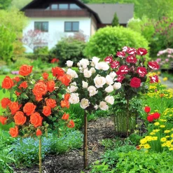 Collection de 3 Rosiers tiges : Ramona, Korbin, Osiria - 3 roses, 3 hauteurs de charme