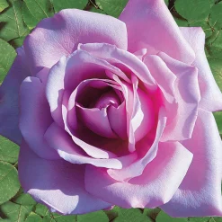 Collection de 4 Rosiers : Whisky, Malaga, Lune Bleue, Magie Parfum - 4 parfums, 4 couleurs, 1 massif