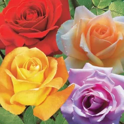 Collection de 4 Rosiers : Whisky, Malaga, Lune Bleue, Magie Parfum - 4 parfums, 4 couleurs, 1 massif