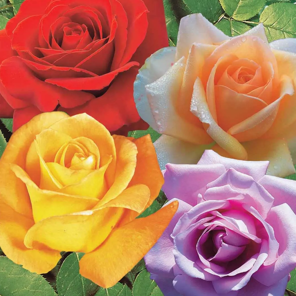 Collection de 4 Rosiers : Whisky, Malaga, Lune Bleue, Magie Parfum - 4 parfums, 4 couleurs, 1 massif
