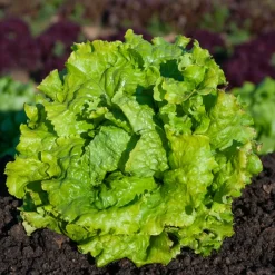 Collection de 3 salades Batavia - Salades fraîches tout l'été