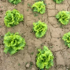 Collection de 3 salades Batavia - Salades fraîches tout l'été