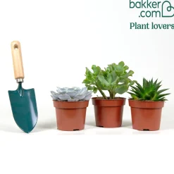 Collection de 3 succulentes - Aloé, Echeveria, Crassula - Trois succulentes, zéro effort
