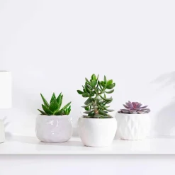 Collection de 3 succulentes - Crassula 'Minova Magic' et 2 Gasterias - Trois plantes, zéro effort