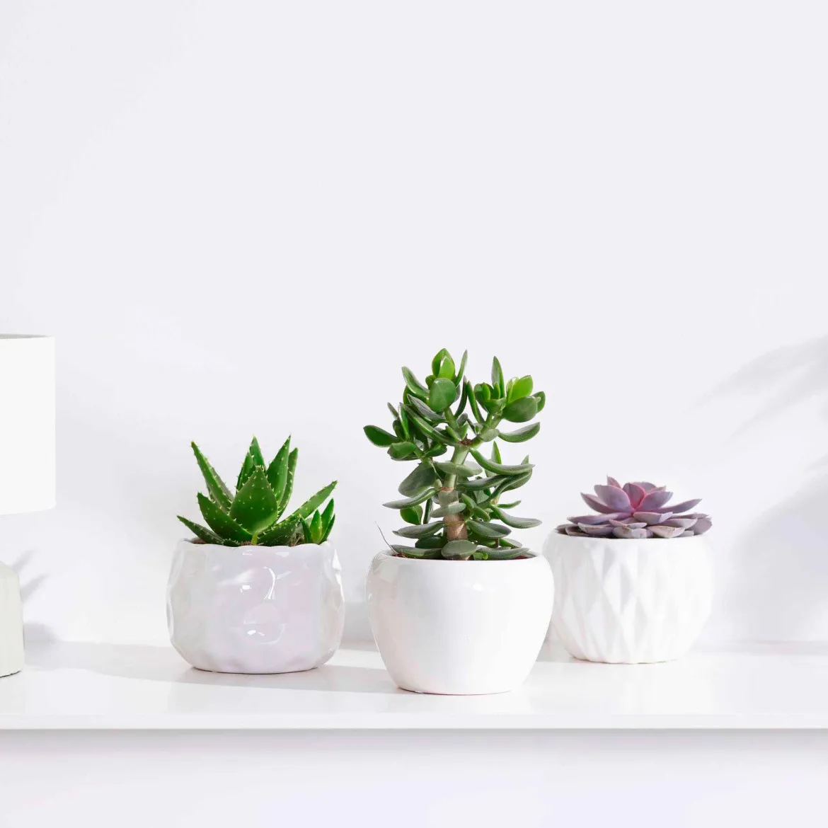 Collection de 3 succulentes - Crassula 'Minova Magic' et 2 Gasterias - Trois plantes, zéro effort