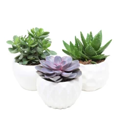 Collection de 3 succulentes - Crassula 'Minova Magic' et 2 Gasterias - Trois plantes, zéro effort