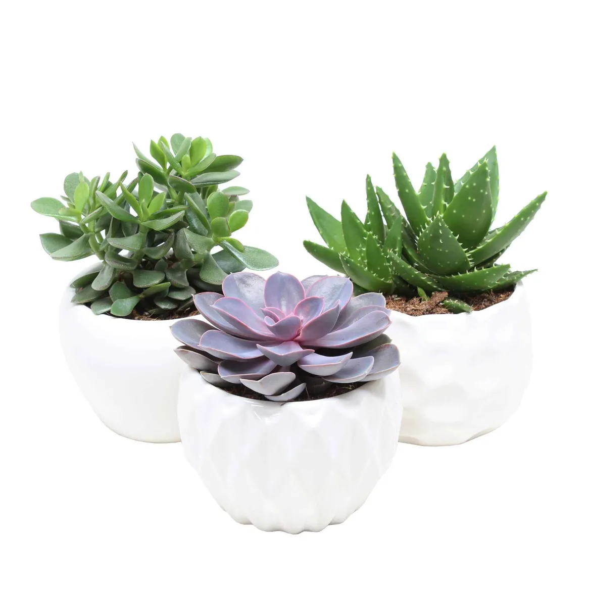 Collection de 3 succulentes - Crassula 'Minova Magic' et 2 Gasterias - Trois plantes, zéro effort