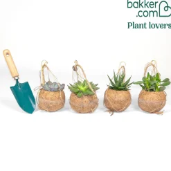 Collection de 4 succulentes et ses pots en fibre de noix de coco - 4 plantes prêtes à poser