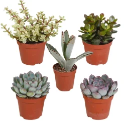 Collection de 5 succulentes - 5 plantes déco zéro effort