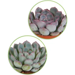 Collection de 5 succulentes - 5 plantes déco zéro effort