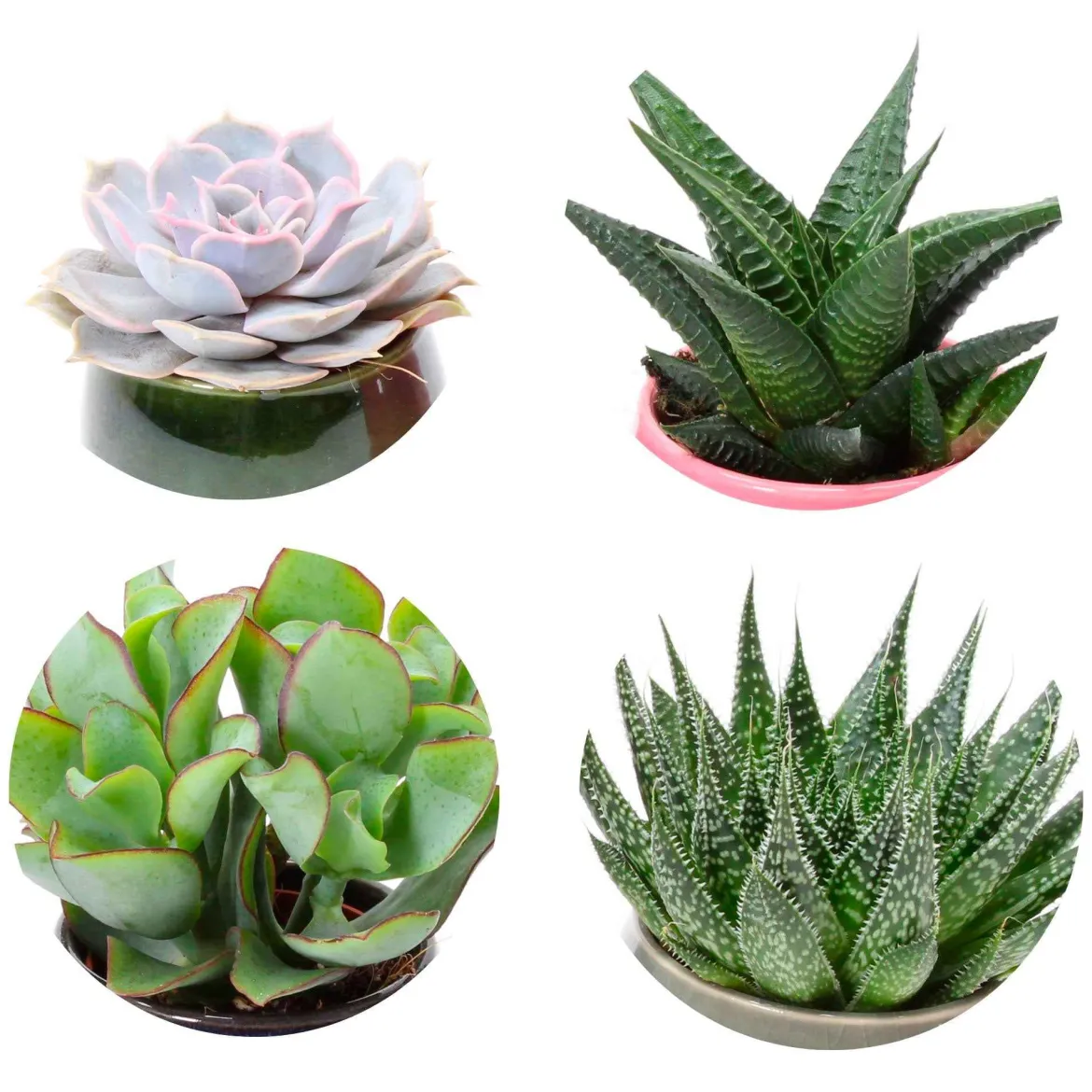 Collection de 4 succulentes - 4 plantes, zéro effort