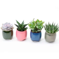 Collection de 4 succulentes - 4 plantes, zéro effort
