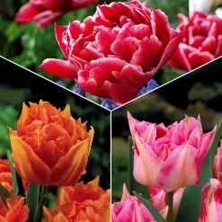 Collection de 25 Tulipes doubles Murillo - Le printemps en double dose