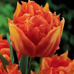Collection de 25 Tulipes doubles Murillo - Le printemps en double dose