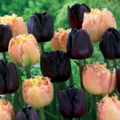 Collection de 10 Tulipes Esprit et Paul Sherer - Le duo qui change tout
