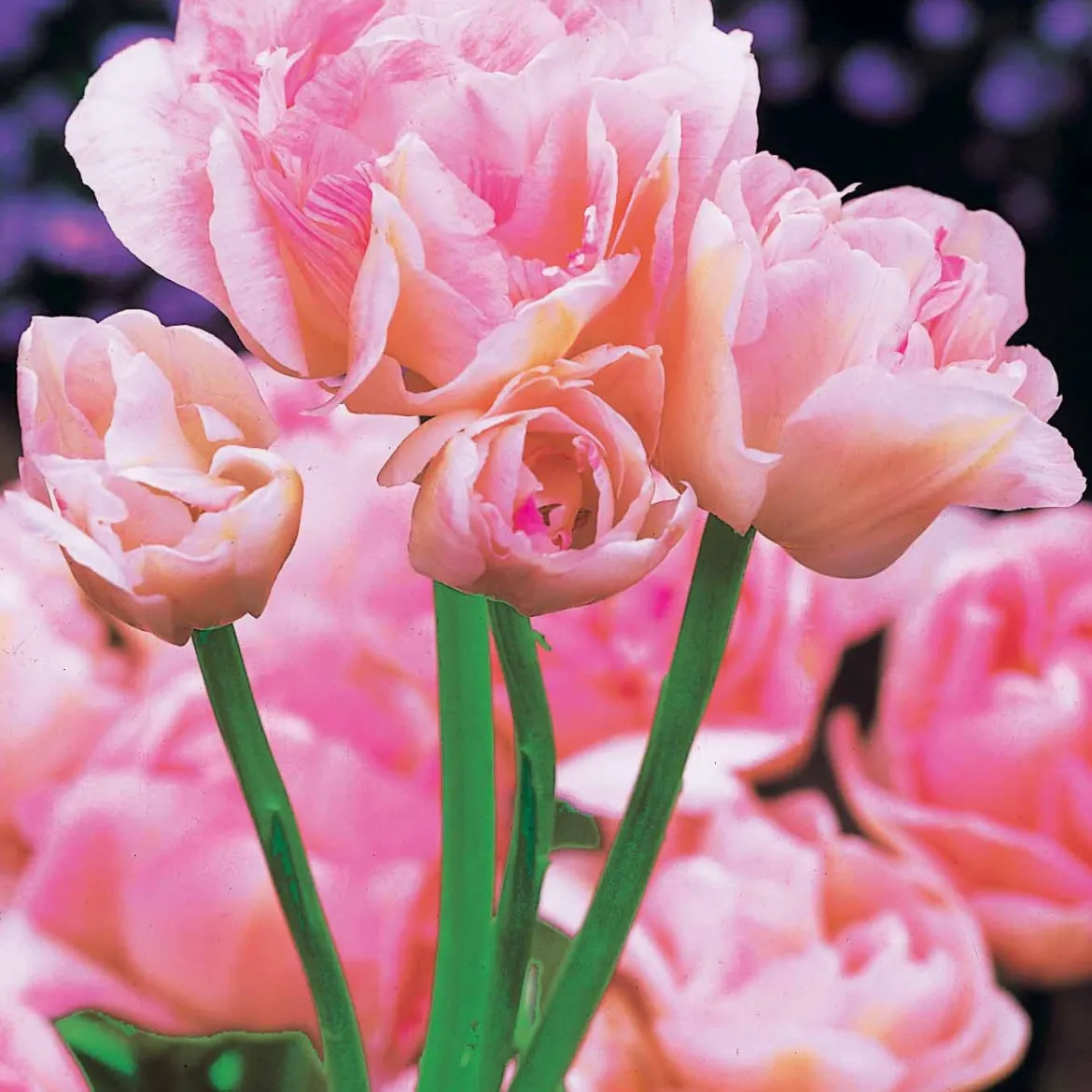 Collection de Tulipes à fleurs de pivoine - Des tulipes qui font l'effet pivoine