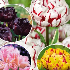 Collection de Tulipes à fleurs de pivoine - Des tulipes qui font l'effet pivoine