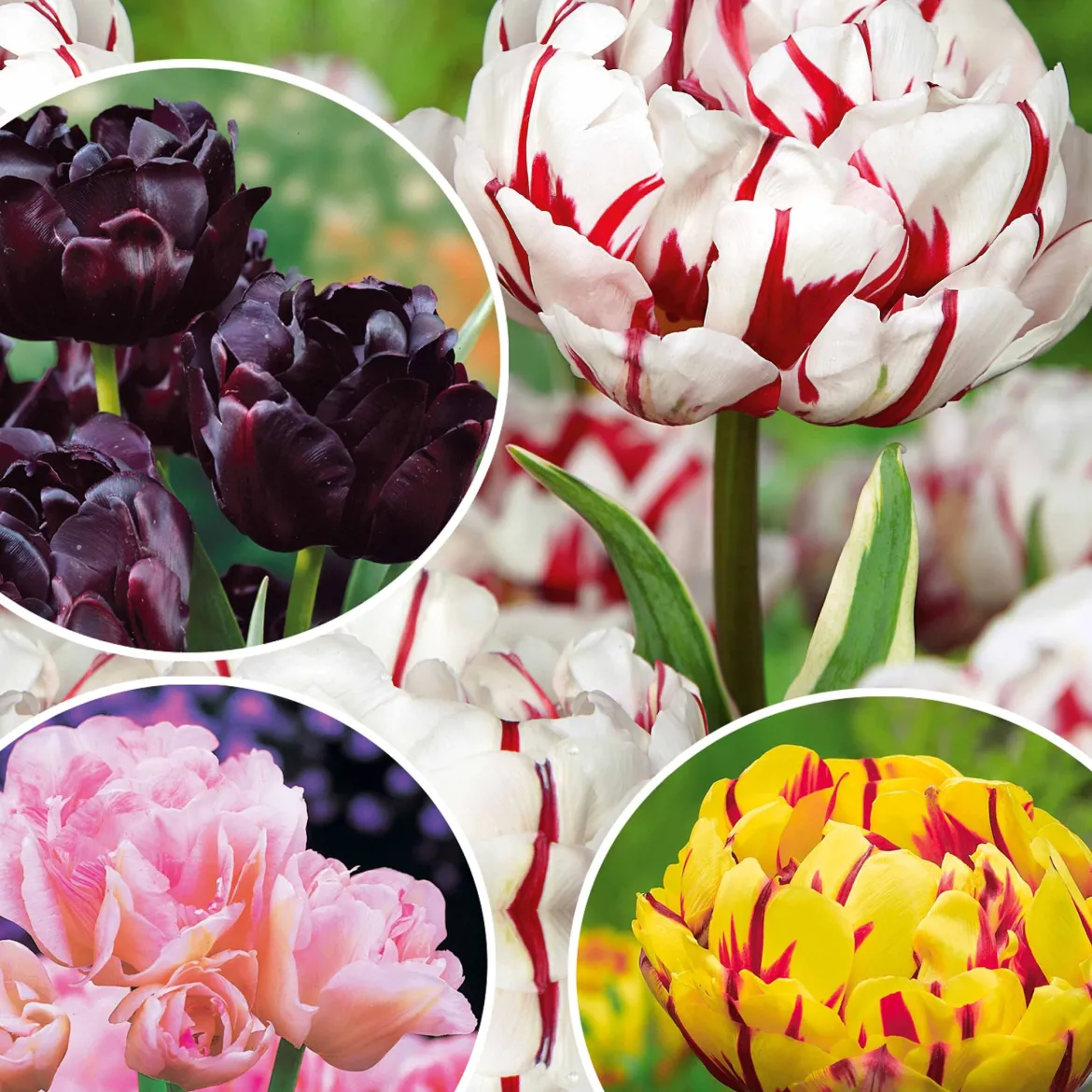 Collection de Tulipes à fleurs de pivoine - Des tulipes qui font l'effet pivoine