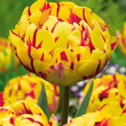 Collection de Tulipes à fleurs de pivoine - Des tulipes qui font l'effet pivoine