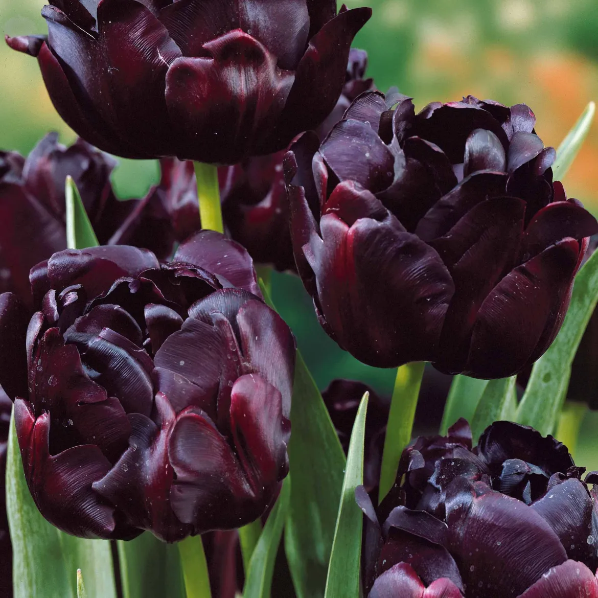 Collection de Tulipes à fleurs de pivoine - Des tulipes qui font l'effet pivoine