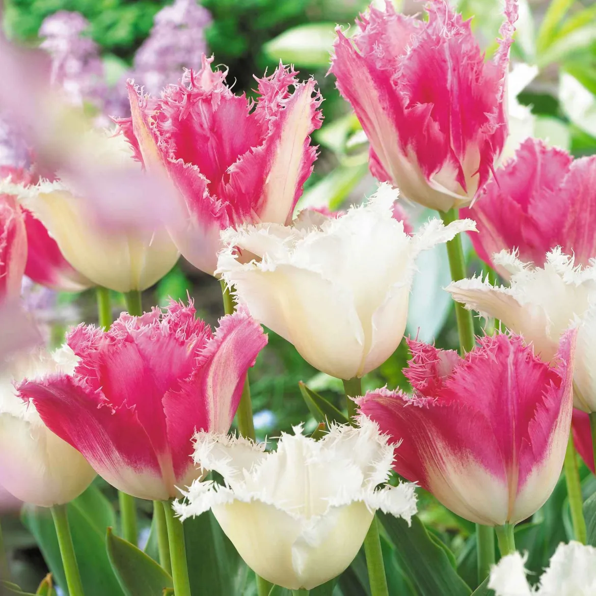 Collection de 20 Tulipes Huis ten Bosch et Noordeinde - Deux tulipes, un bouquet royal