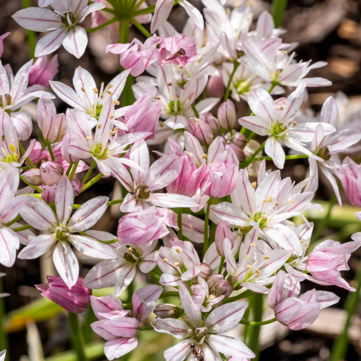 Collection de 15 Tulipes Ice Cream et Alliums Caméléon - Un massif qui fait sensation