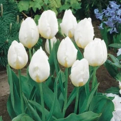 Collection de 20 Tulipes à longues tiges - 20 tulipes, un bouquet géant
