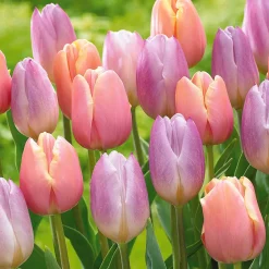 Collection de 20 Tulipes pastel - Un printemps tout en douceur