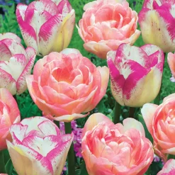 Collection de 20 Tulipes romantiques Angélique et Shirley - Un printemps en rose et fuchsia