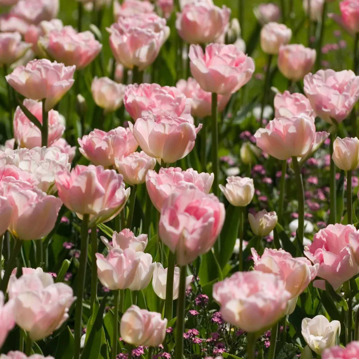 Collection de 20 Tulipes romantiques Angélique et Shirley - Un printemps en rose et fuchsia